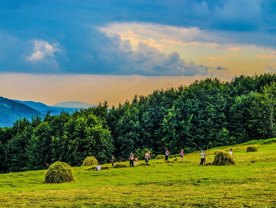Долина нарциссов Карпаты