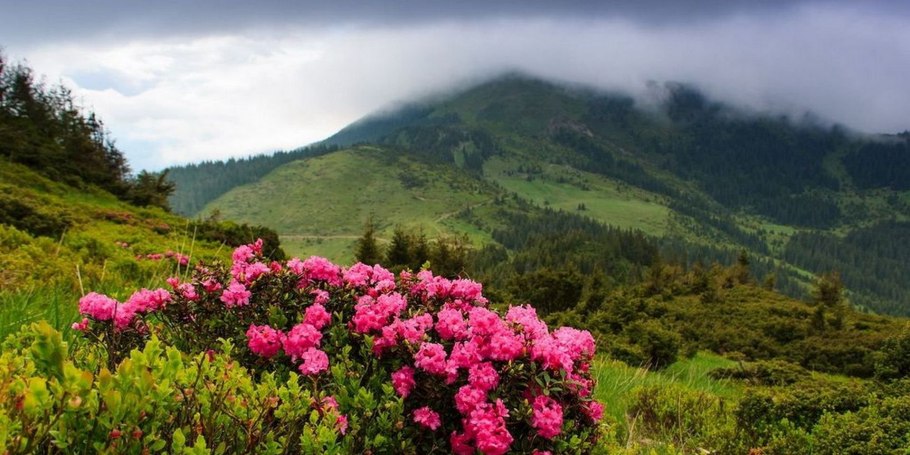 Карпатський біосферний заповідник