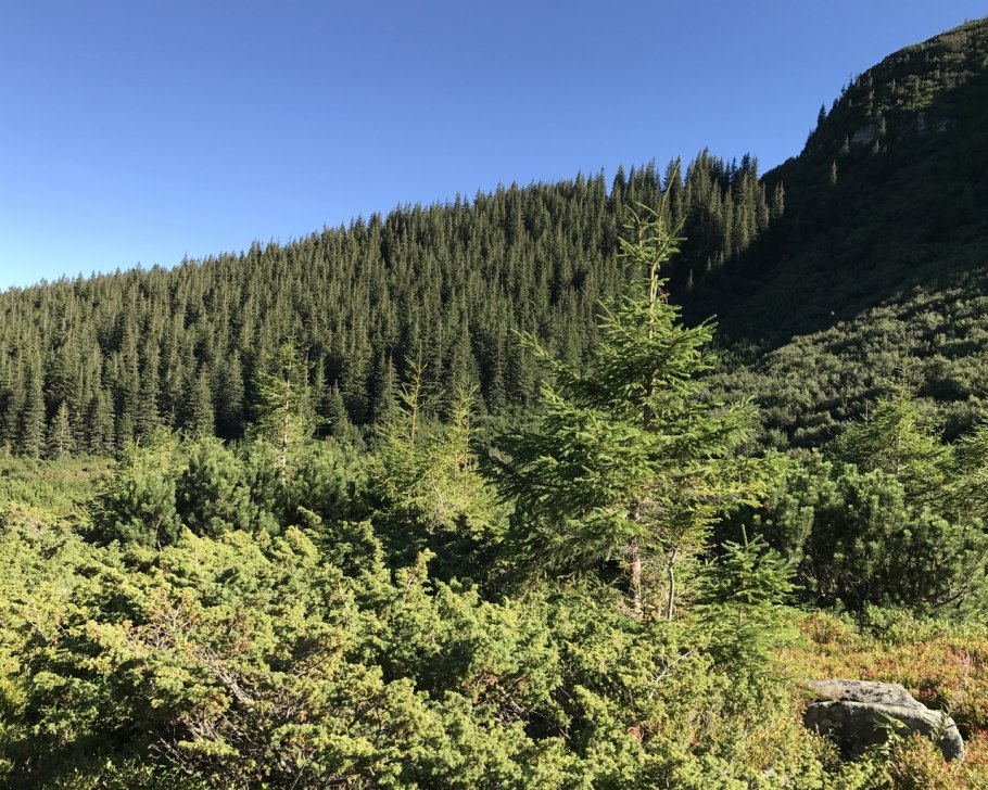 Темнохвойные Елово-пихтовые леса