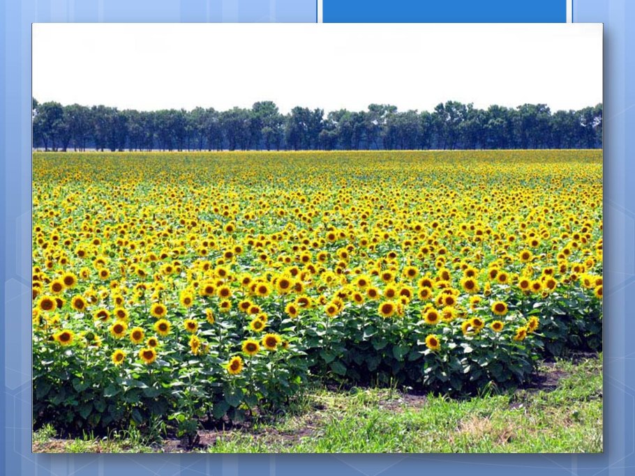 Цветущий луг