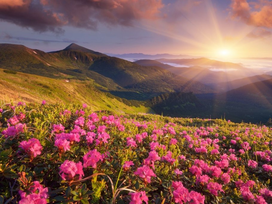 Красная Поляна цветение рододендронов