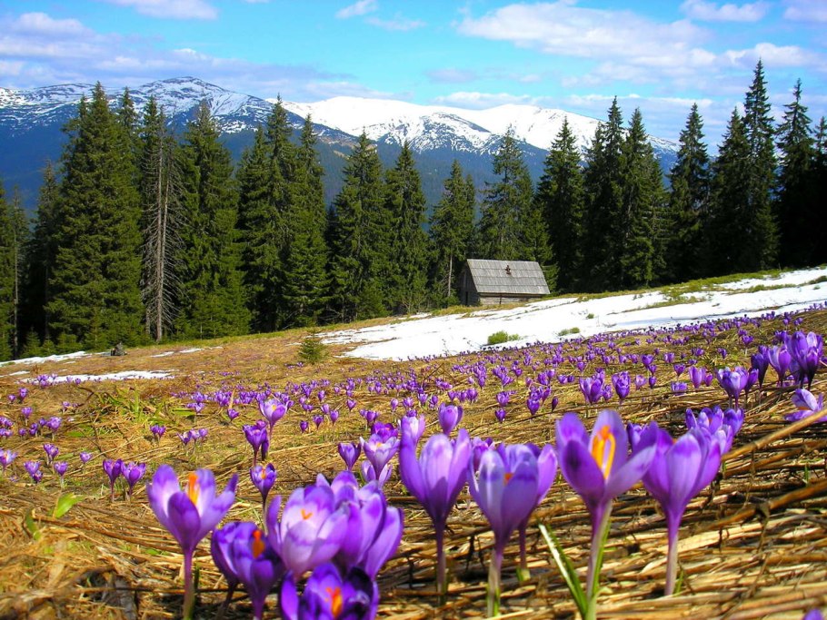 Украинские Карпаты природа