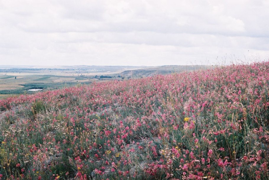 Растительный мир Украины фото