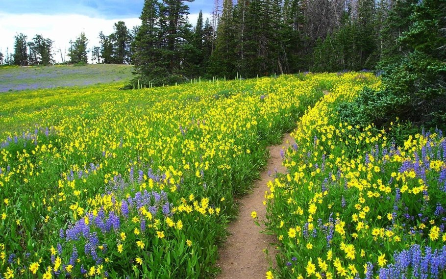 Широколиственный лес на Украине