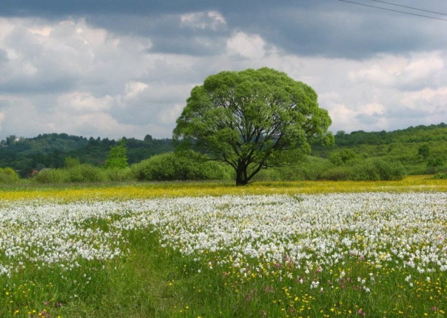 Репейница Vanessa cardui