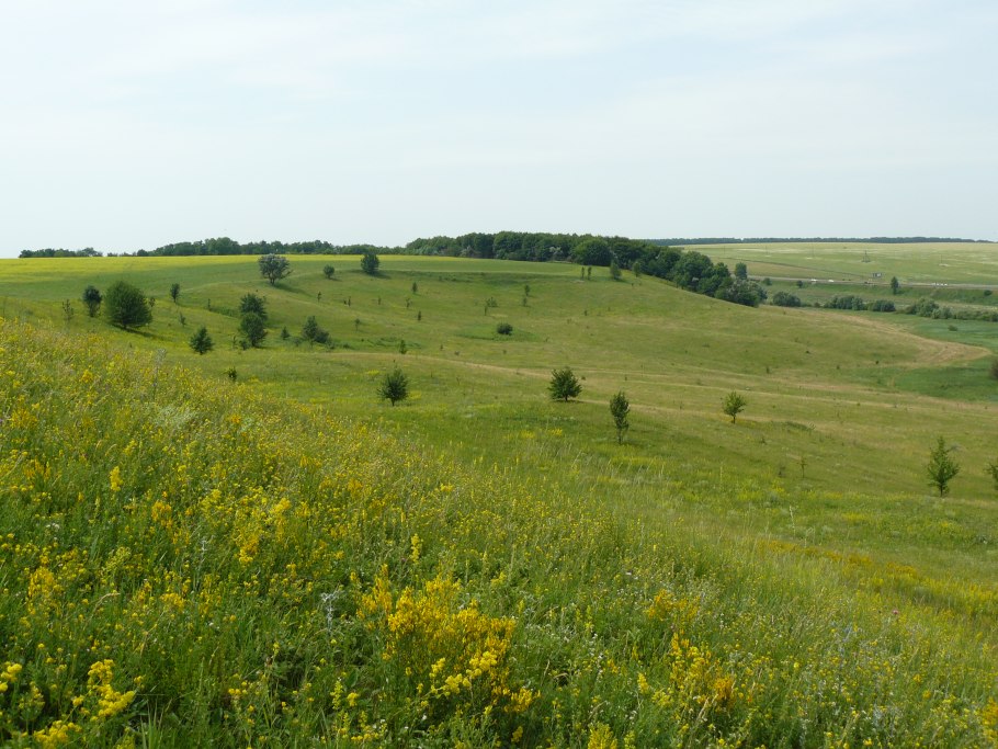 Аскания-Нова степь