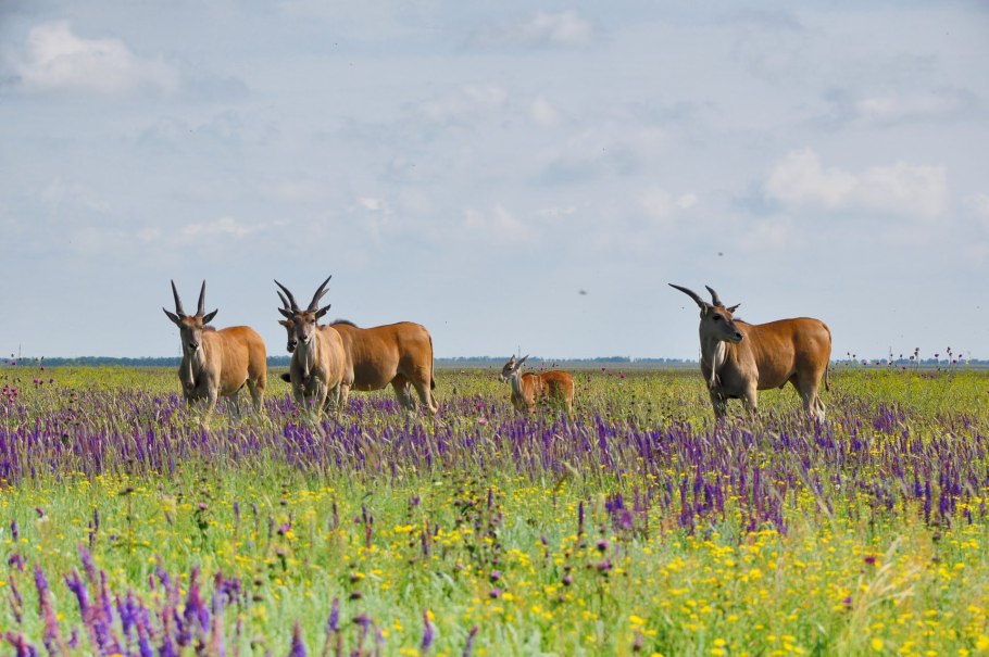 Май природа