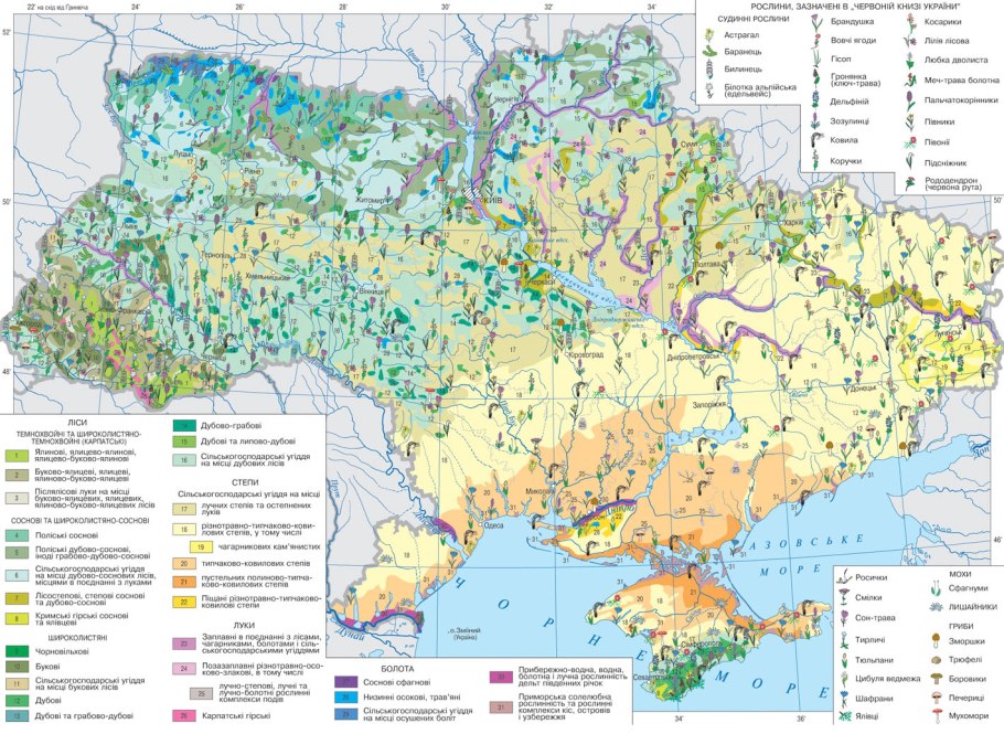 Рододендрон в Северной Каролине