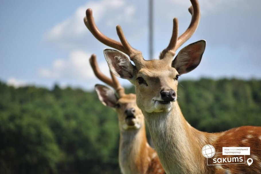 Карпатские горы Закарпатье
