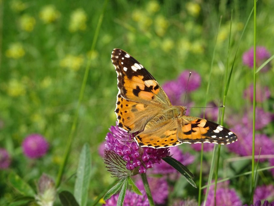 Карта природных зон Украины