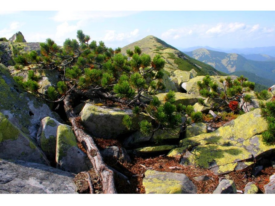 Полевые цветы люпины