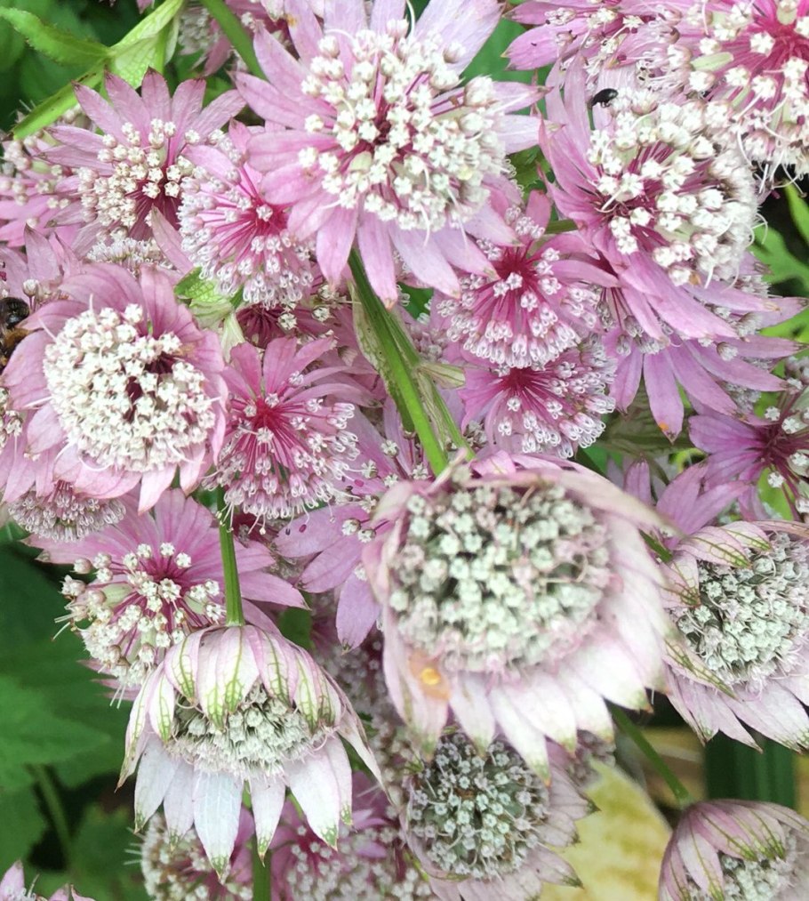 Астранция Rosita