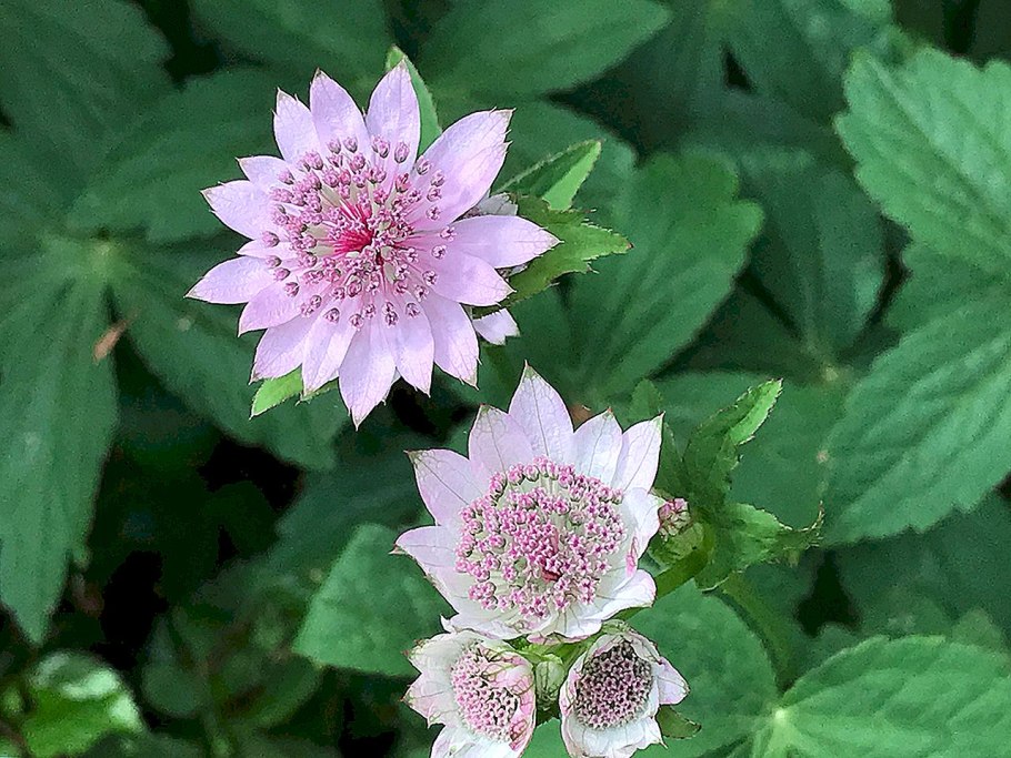 Астранция с черными лепестками