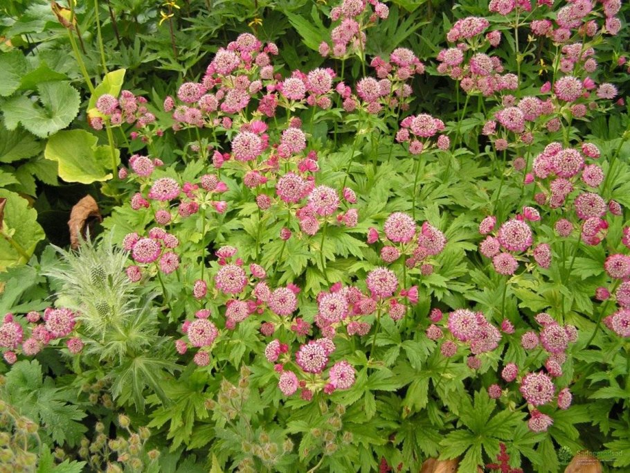Астранция Astrantia Major Sterndolde.