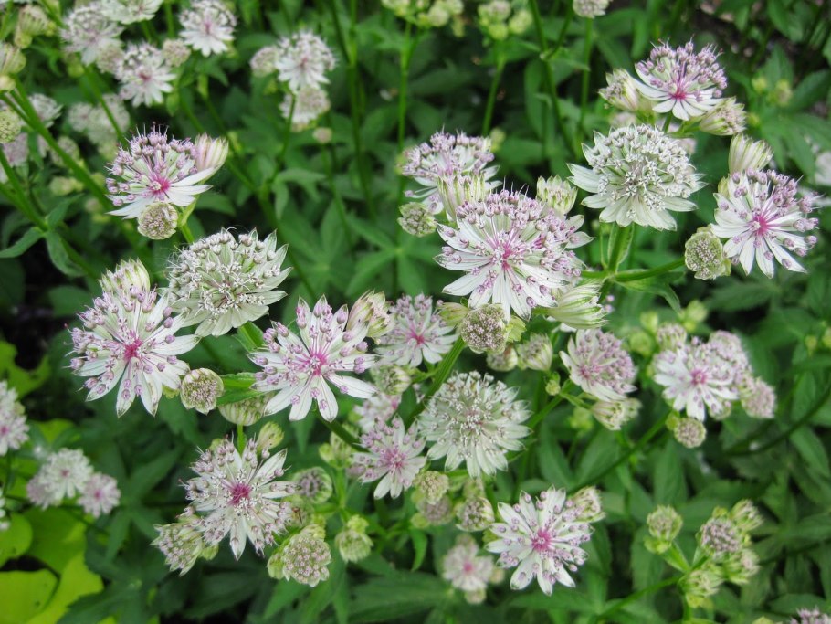 Astrantia ROMA срезка