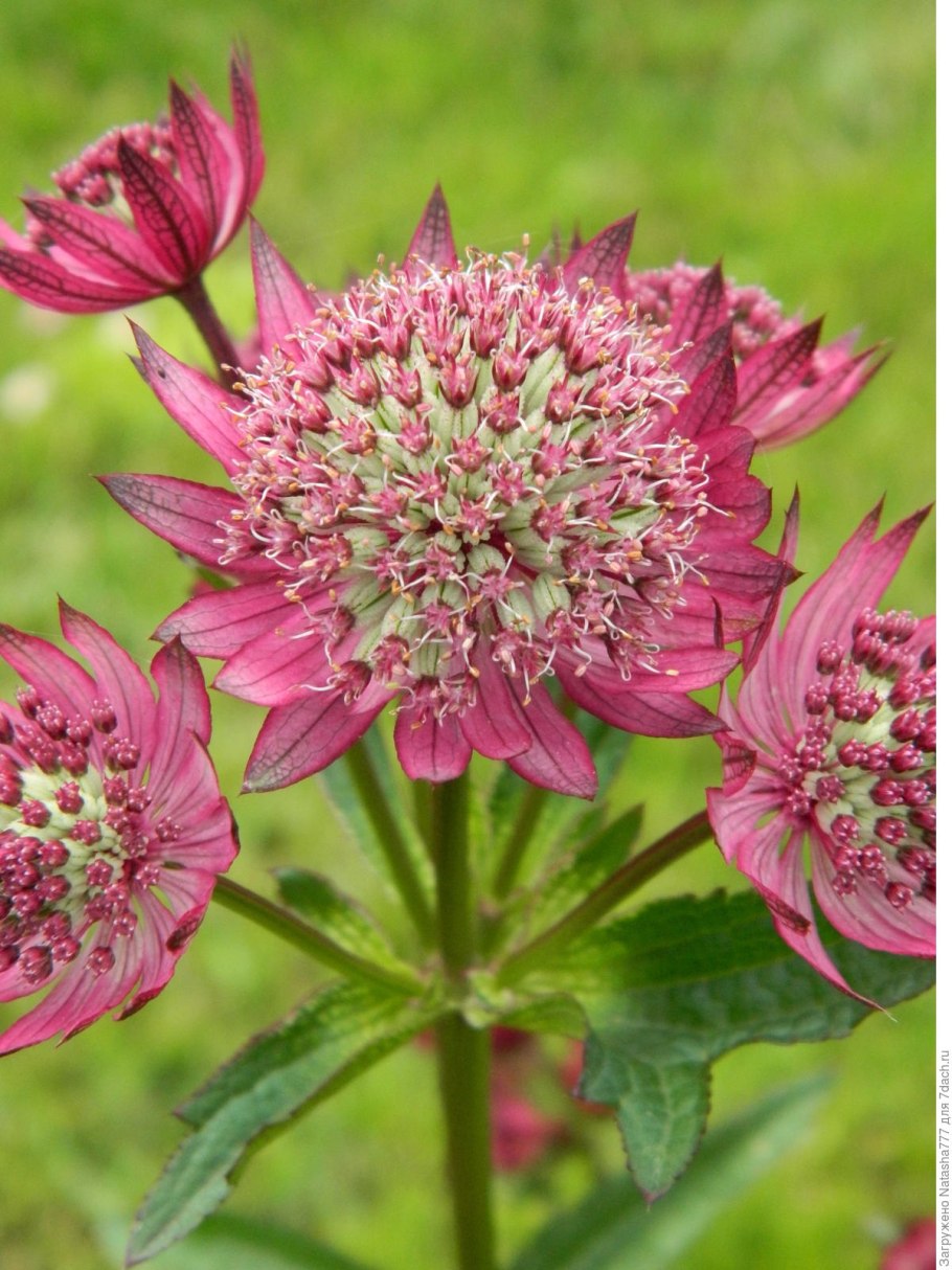 Астранция Руби Веддинг