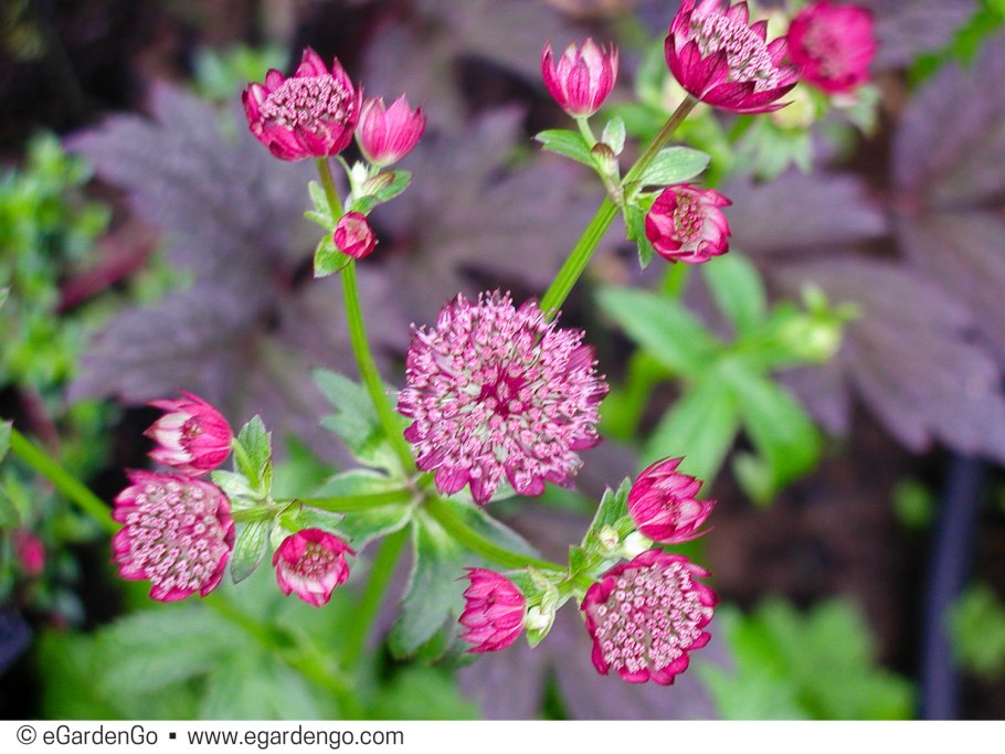 Астранция Astrantia Major Moulin rouge
