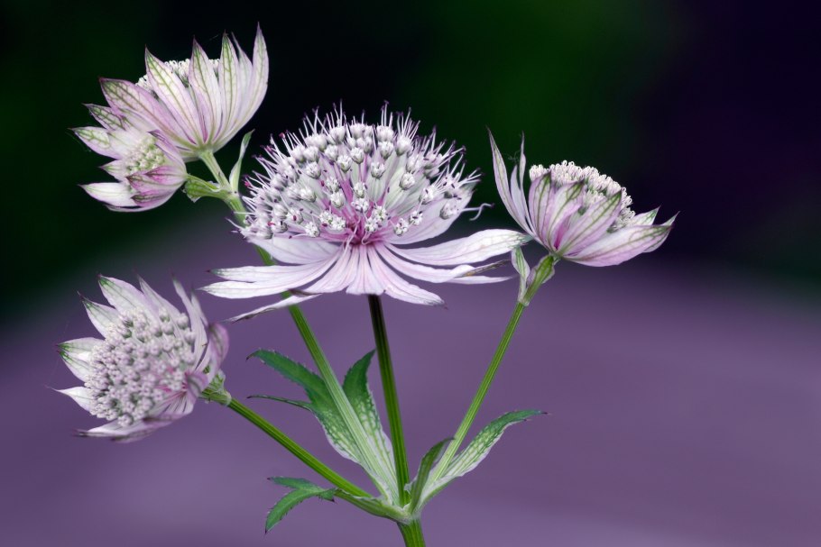 Астранция крупная Альба (с2)