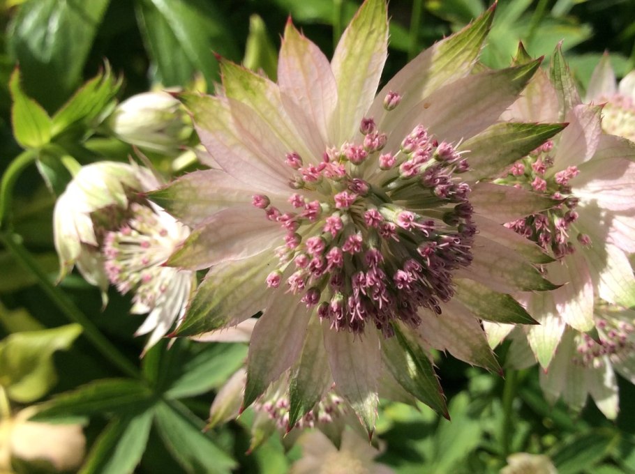 Астранция Румба