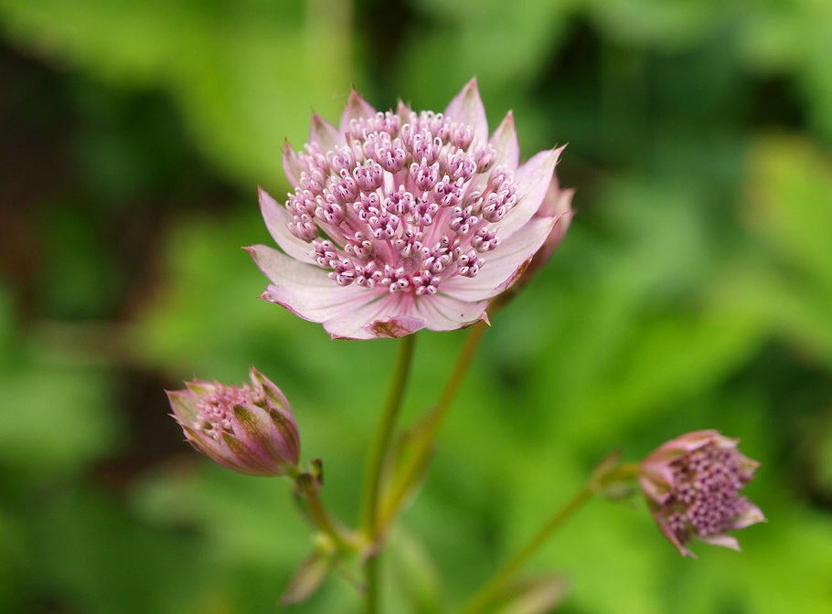 Astrantia Major. 'Florence'