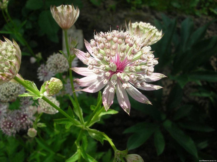 Астранция Альба фото