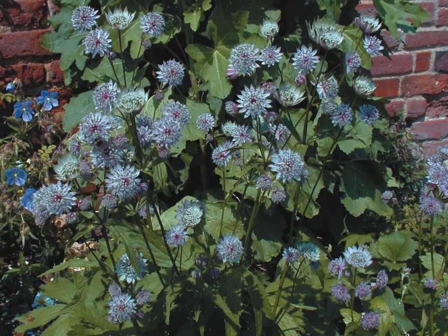 Астранция крупная (Astrantia Major)