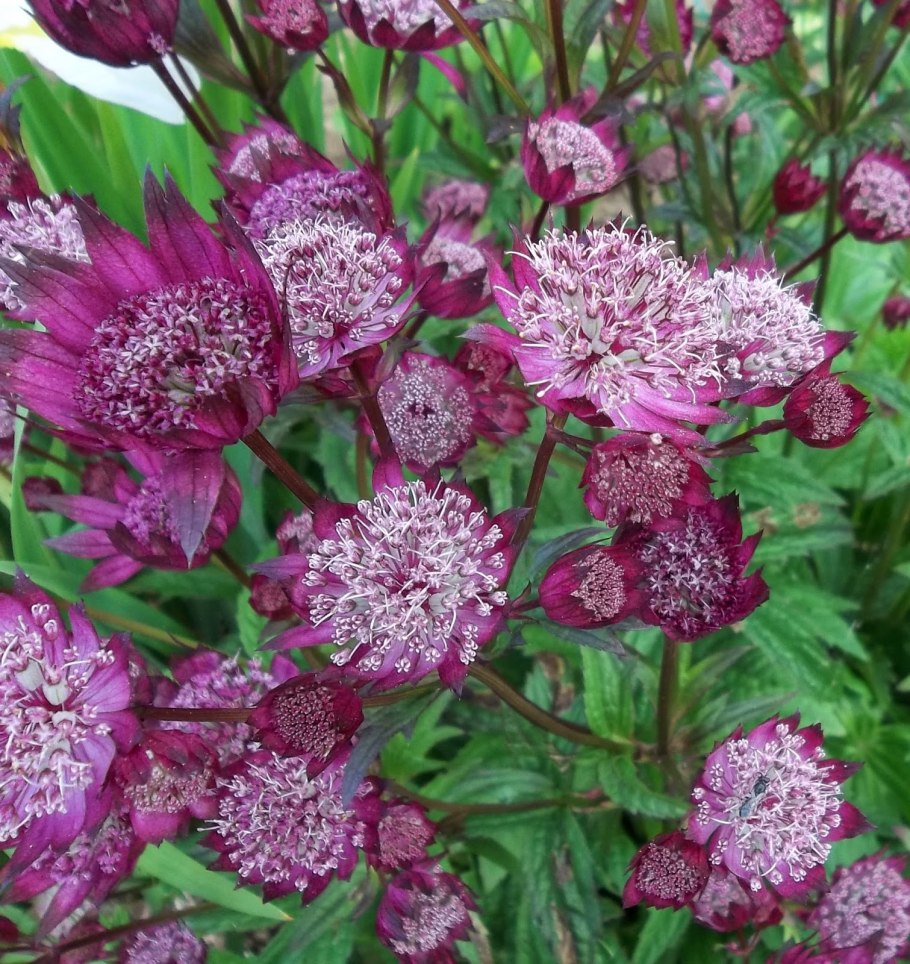 Астранция Мулен Руж