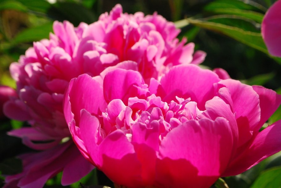 Пион травянистый Олд Фейтфул