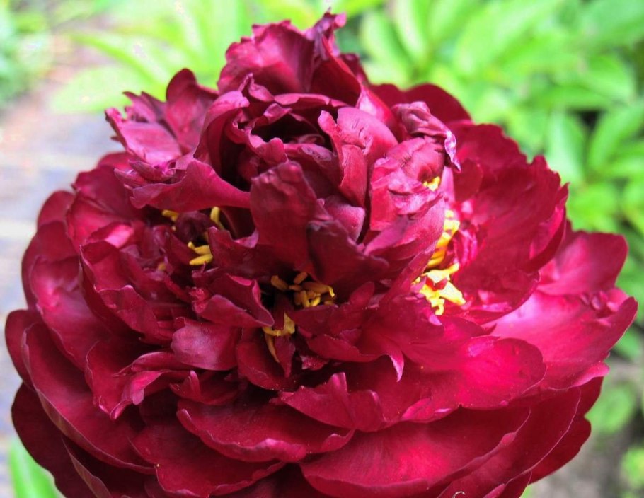 Пион молочноцветковый Франсуа Ортега