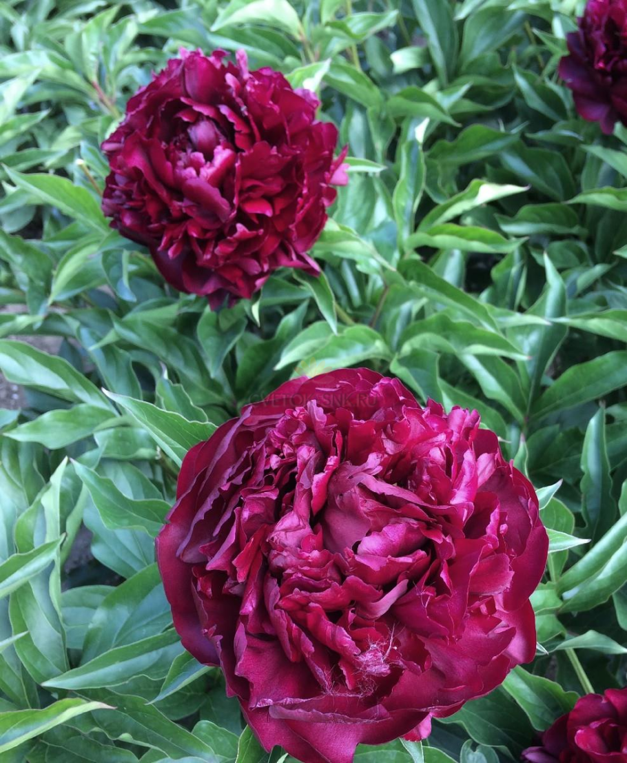 Пион хайлайт Highlight