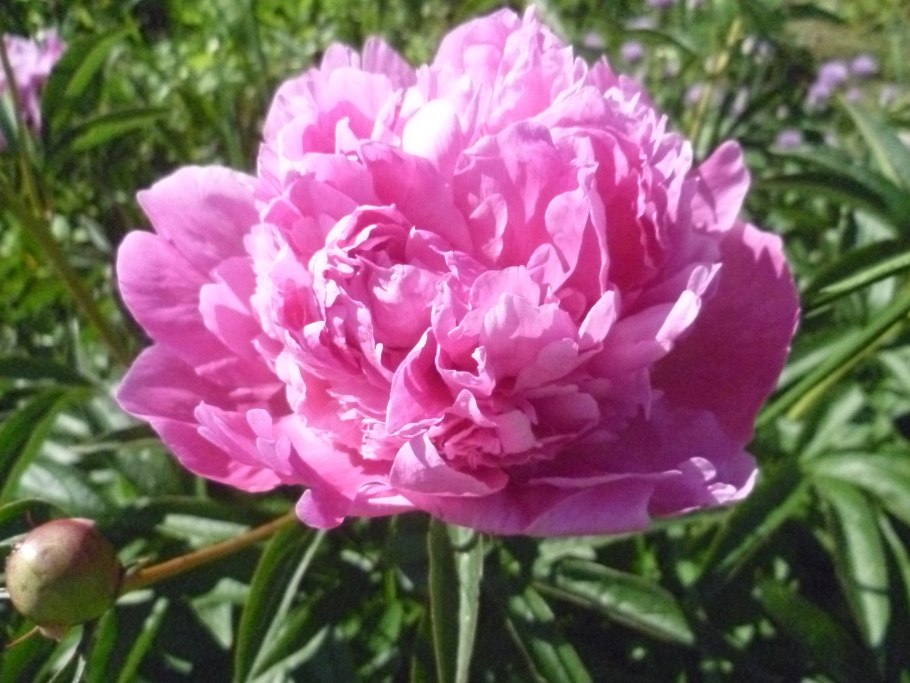 Пион хайлайт описание