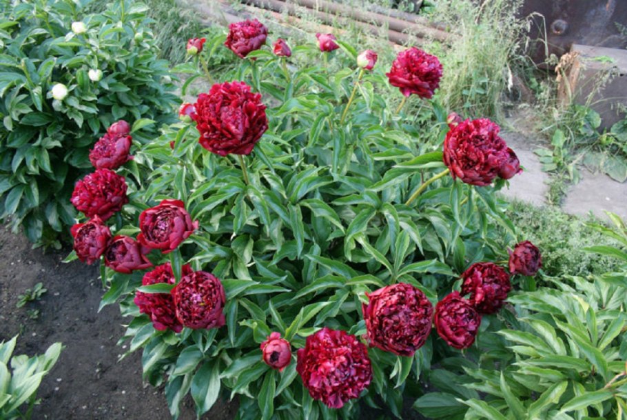 Пион хайлайт Highlight