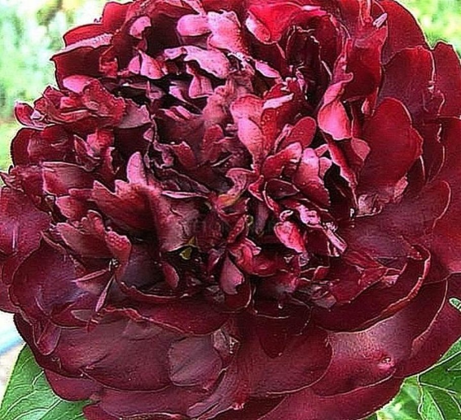 Пион Хиллари