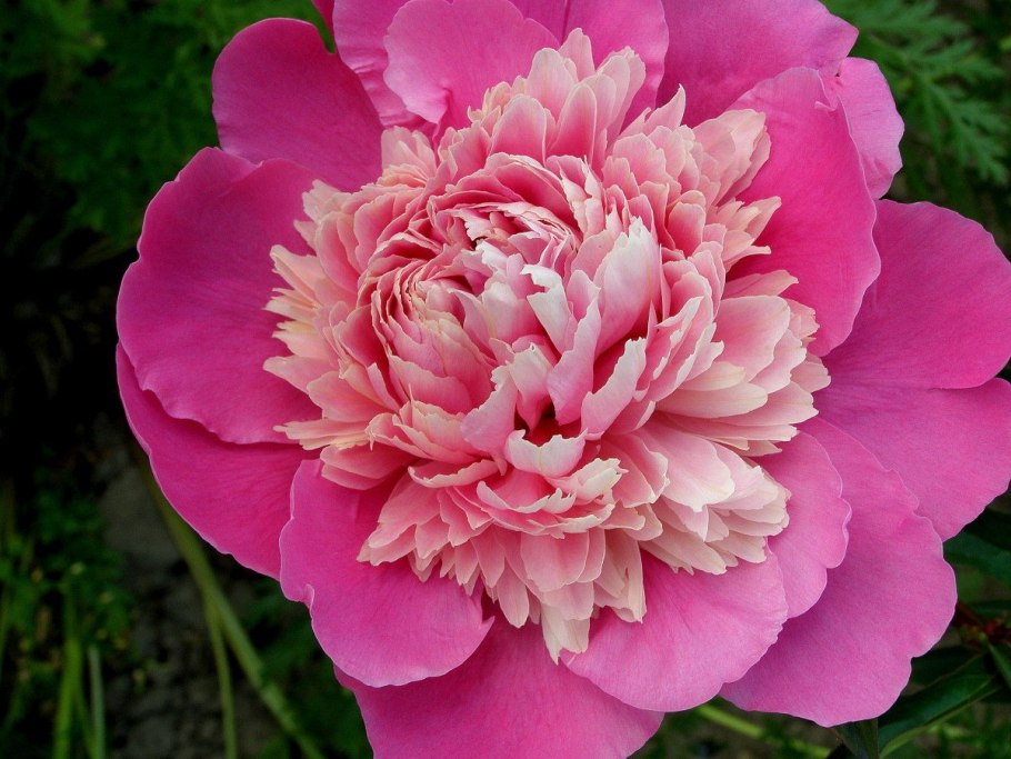 Пион Belgravia (Белгравия)