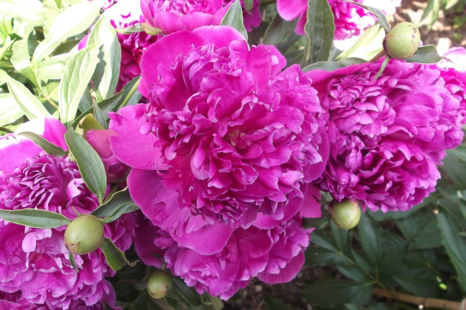 Пион Карл Розенфельд Пурпл