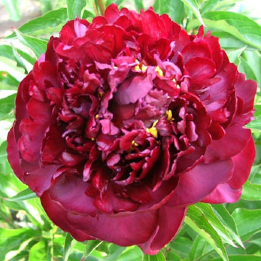 Пион Тернер