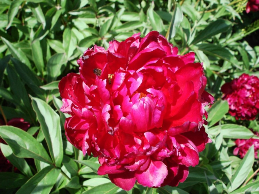 Пион хайлайт видео