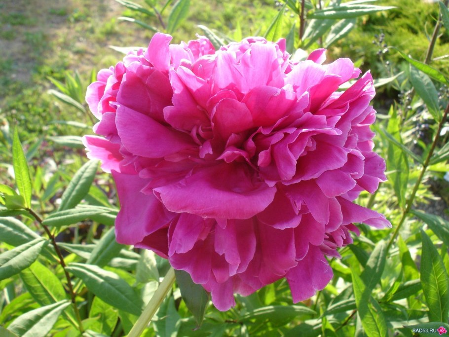 Пион Хиглихт