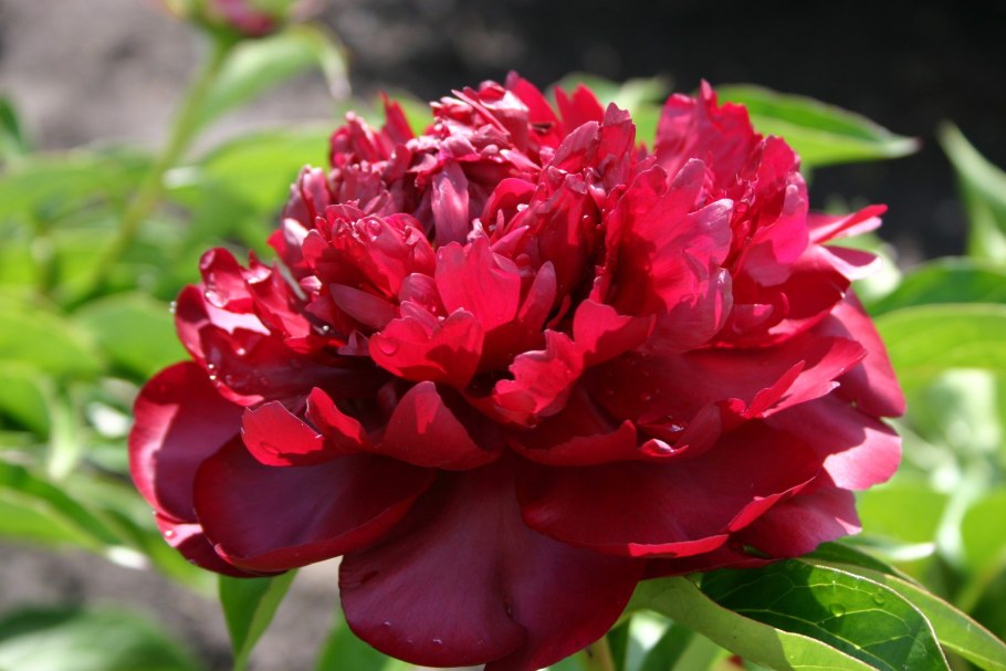 Пион Франсуа Ортега