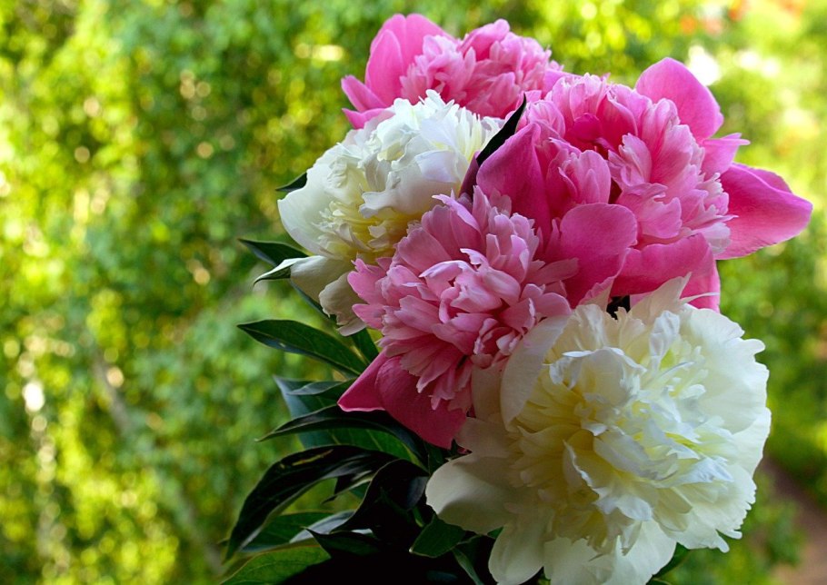 Пион травянистый хайлайт