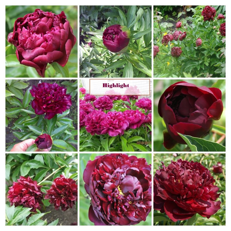 Пион хайлайт бордо