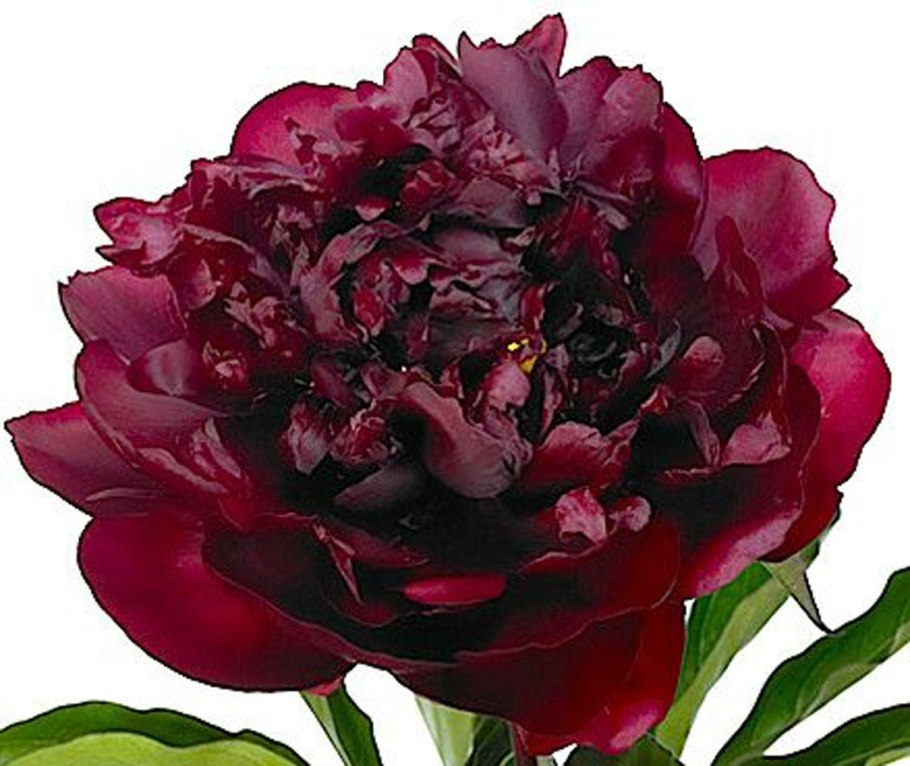 Пион Владислава