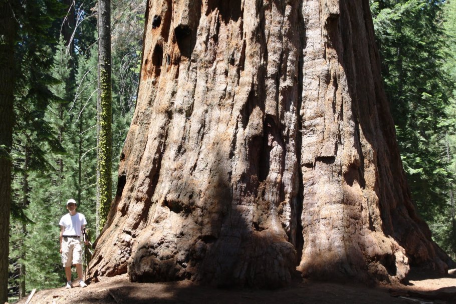Секвойя дендрон дерево
