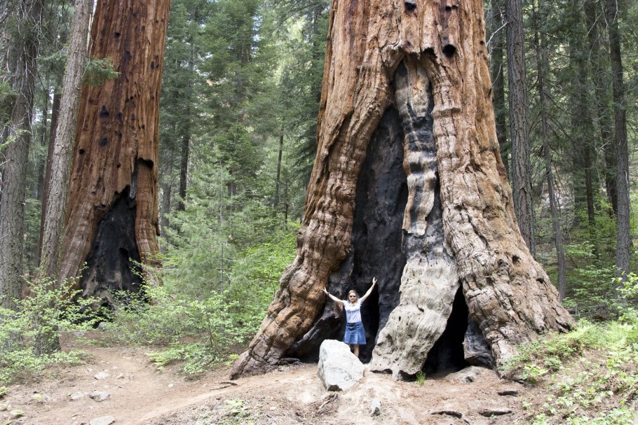 Секвойя Маршал