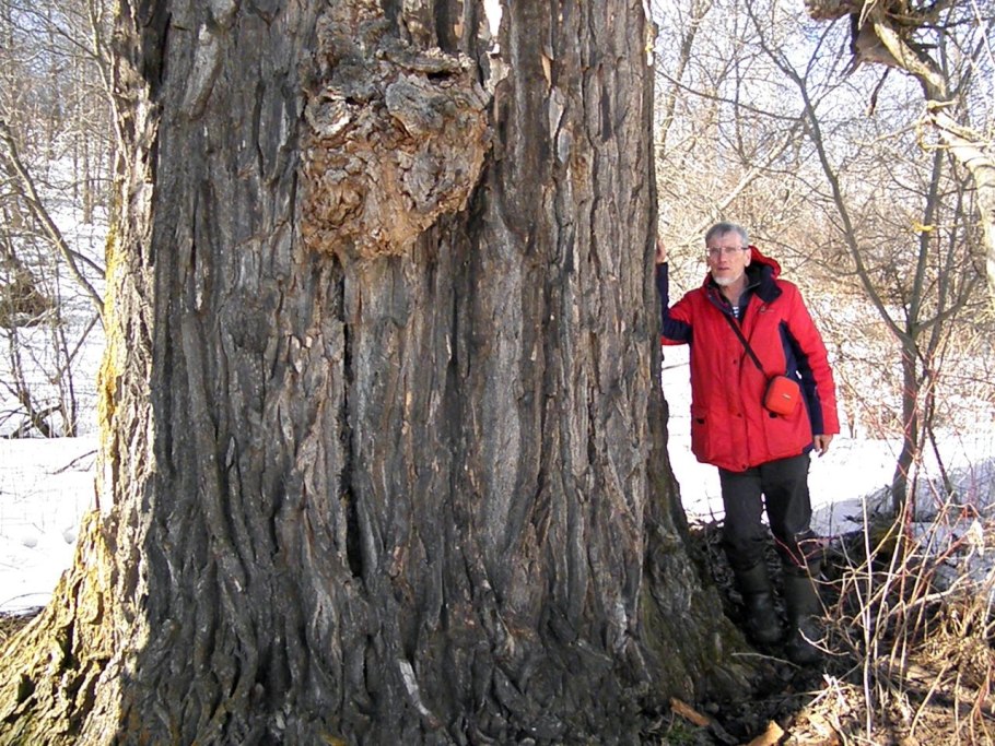 Гигантская Секвойя генерал Шерман
