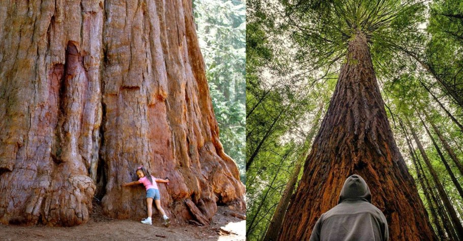 Гигантская Секвойя генерал Шерман