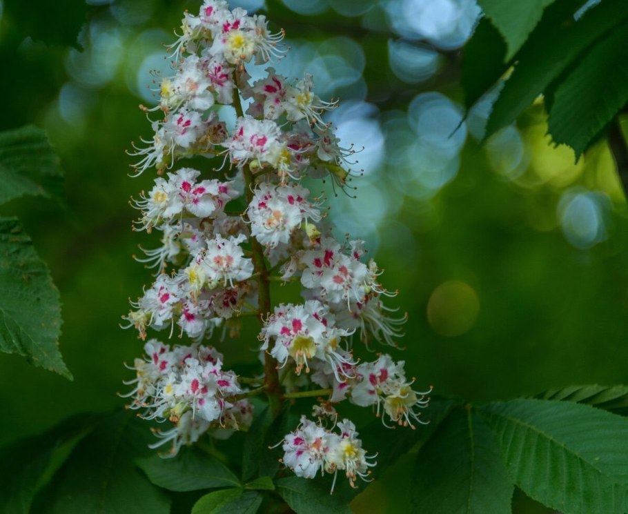Укроп семейства сельдерейные зонтичные