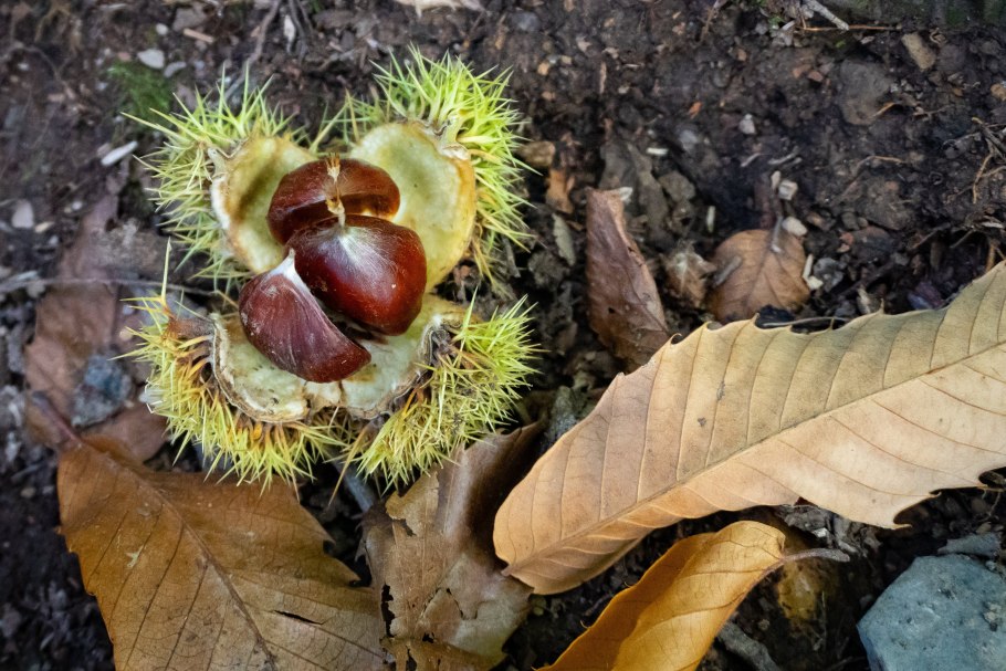 Agrostis gigantea Roth – Полевица гигантская, белая