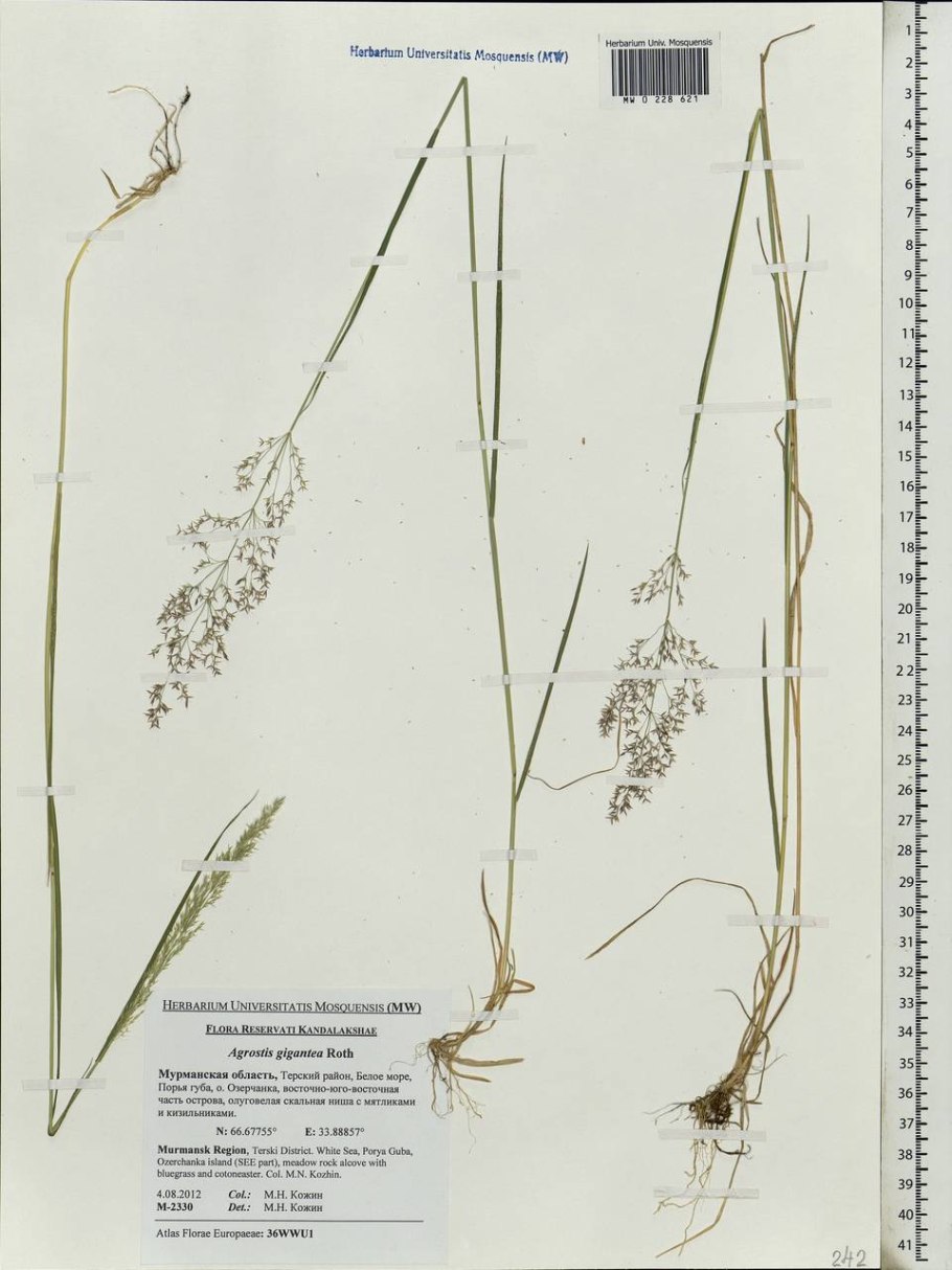 Полевица тонкая гербарий