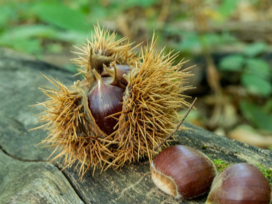 Схематичные формы растений